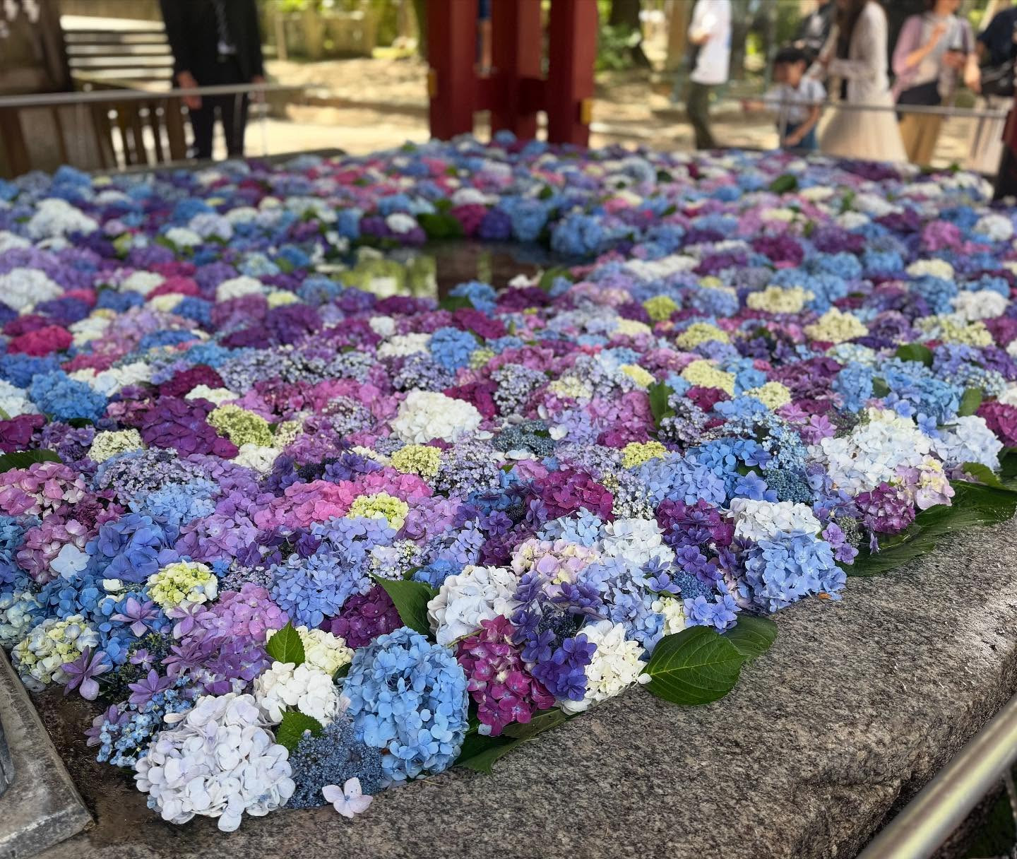 ✨太宰府天満宮の「花手水（はなちょうず）」✨